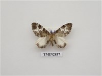 藏品(尺蛾583)的圖片